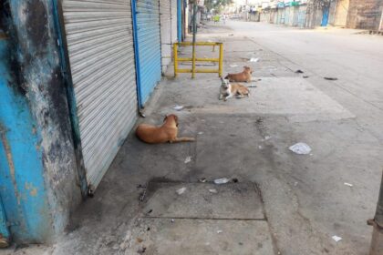 آوارہ کتوں - راولپنڈی میں آوارہ کتوں نے شہری اذیت زدہ کر دی