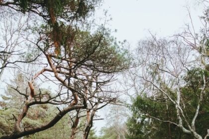 کاسٹنجے - ڈنمارک میں خزاں کی مزے دار روایت