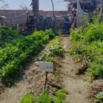 گھریلو باغبانی - حسری میں خواتین نے بھنڈی کی پہلی فصل تیار کر لی