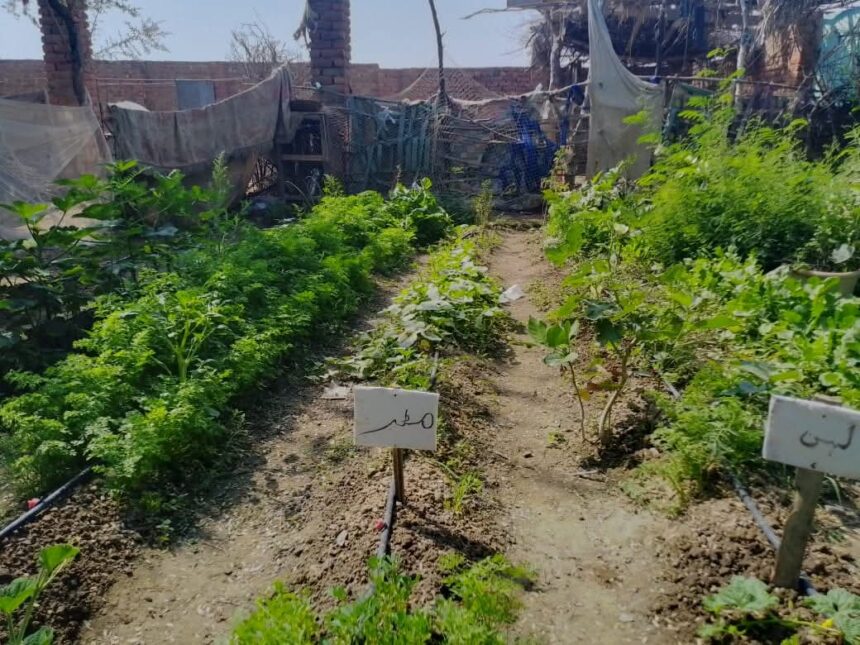 گھریلو باغبانی - حسری میں خواتین نے بھنڈی کی پہلی فصل تیار کر لی