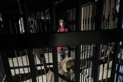 بندر کی رہائی - بندر محفوظ طریقے سے فطرت میں واپس چھوڑ دیا گیا