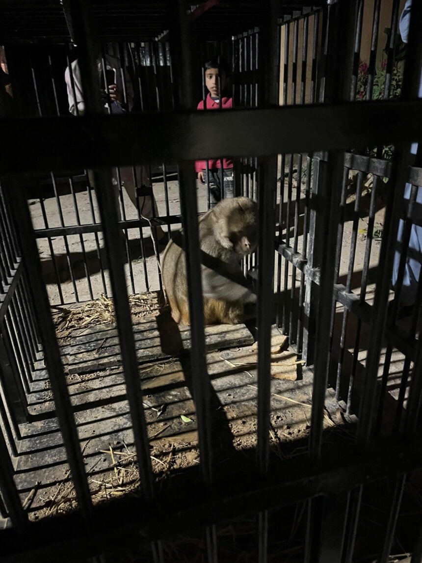 بندر کی رہائی - بندر محفوظ طریقے سے فطرت میں واپس چھوڑ دیا گیا