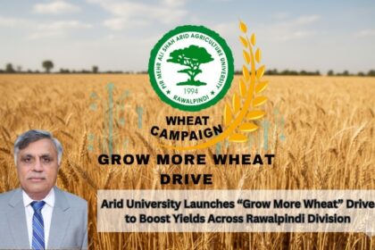 گندم پیداوار - گندم بڑھاؤ مہم راولپنڈی ڈویژن میں شروع