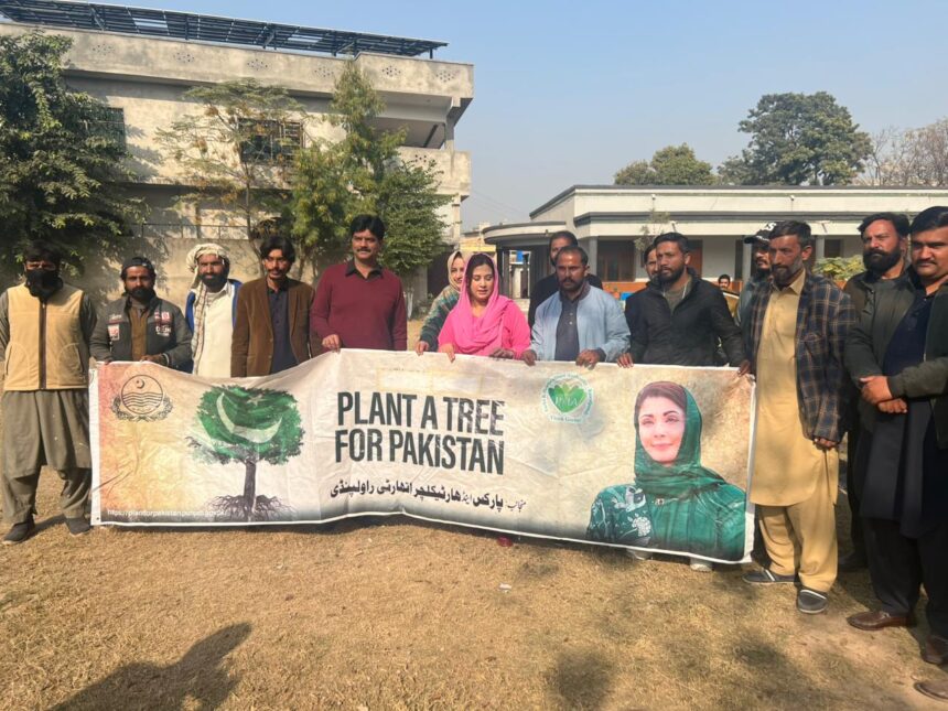 درخت لگانا - گورنمنٹ ملیہ اسکول میں درخت لگانے کی مہم