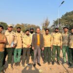 شکرپڑیاں درخت - شکرپڑیاں میں کاغذی درختوں کی کٹائی اور نئے پودے