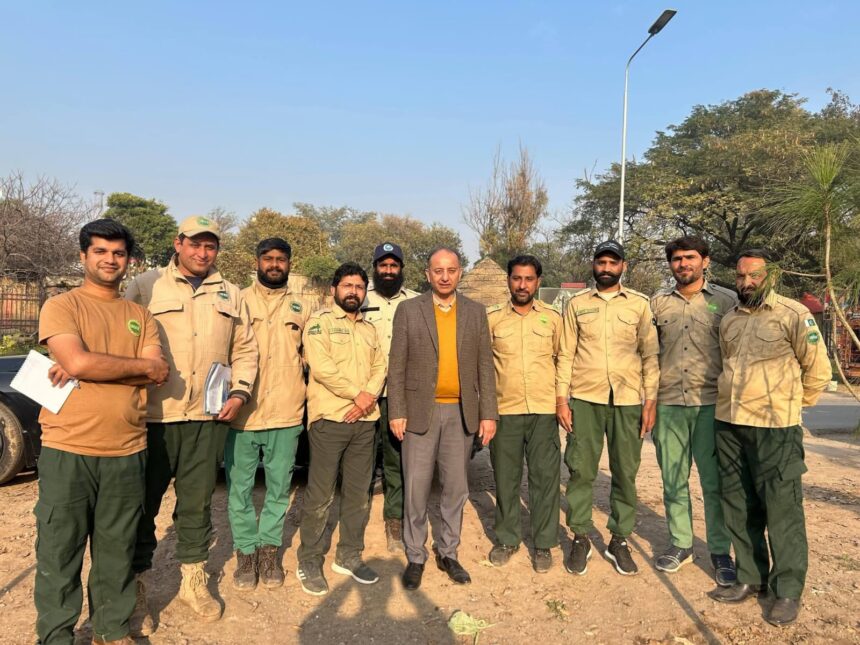 شکرپڑیاں درخت - شکرپڑیاں میں کاغذی درختوں کی کٹائی اور نئے پودے