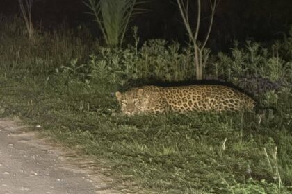 تیندوے کی نگرانی - اسلامک یونیورسٹی میں تیندوے کی نگرانی کے اقدامات