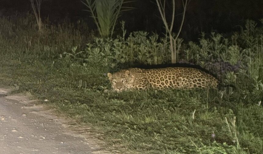 تیندوے کی نگرانی - اسلامک یونیورسٹی میں تیندوے کی نگرانی کے اقدامات